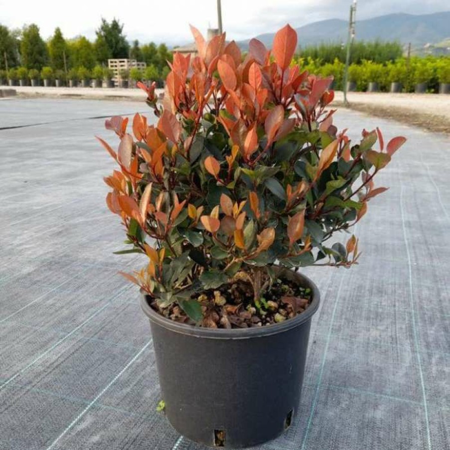 Ornamental Trees * | 30Cm Photinia 'Little Red Robin' Ball | 6L Pot