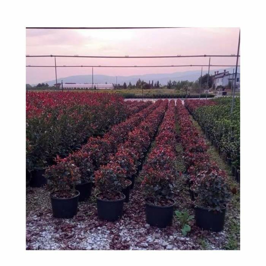 Ornamental Trees * | 30Cm Photinia 'Little Red Robin' Ball | 6L Pot