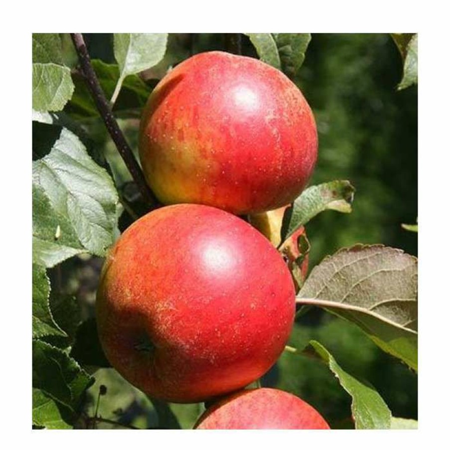 Fruit Trees * | 4Ft 'Christmas Pippin' Patio Dessert Apple Tree | M27 Dwarfing Rootstock | 11.5L Pot | By Frank P Matthews