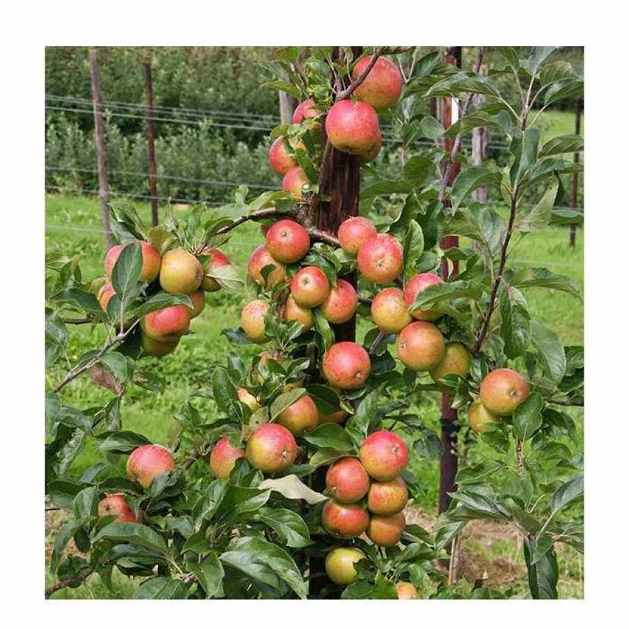 Fruit Trees * | 4Ft 'Christmas Pippin' Patio Dessert Apple Tree | M27 Dwarfing Rootstock | 11.5L Pot | By Frank P Matthews