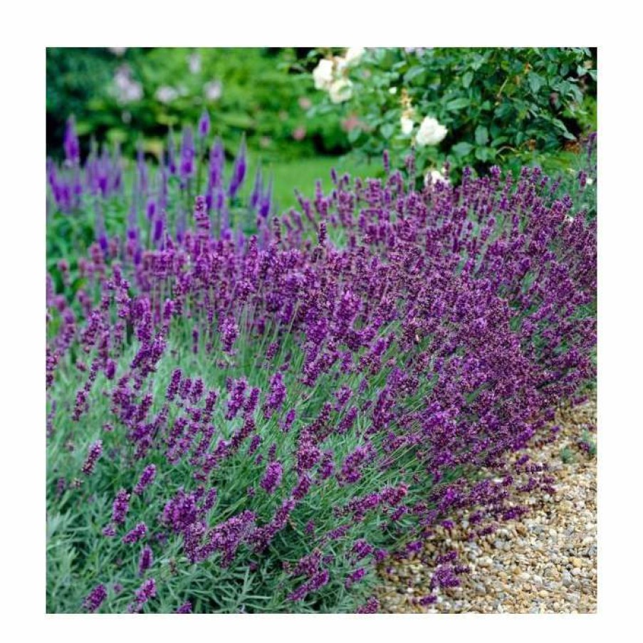 Ornamental Shrubs * | English Lavender | Lavandula Angustifolia