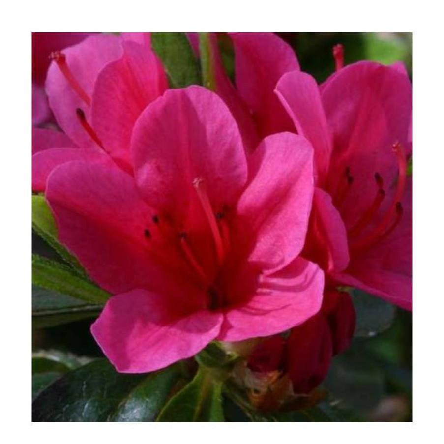 Ornamental Shrubs * | 1Ft Evergreen Azalea 'Benny Gerry' |3L Pot | Azelea Japonica