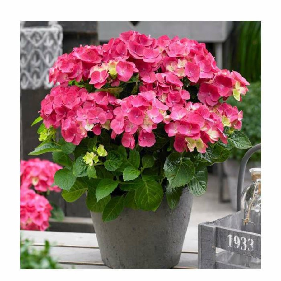 Ornamental Shrubs * | Hydrangea Forever & Ever | White And Red Mix | 5L Pot