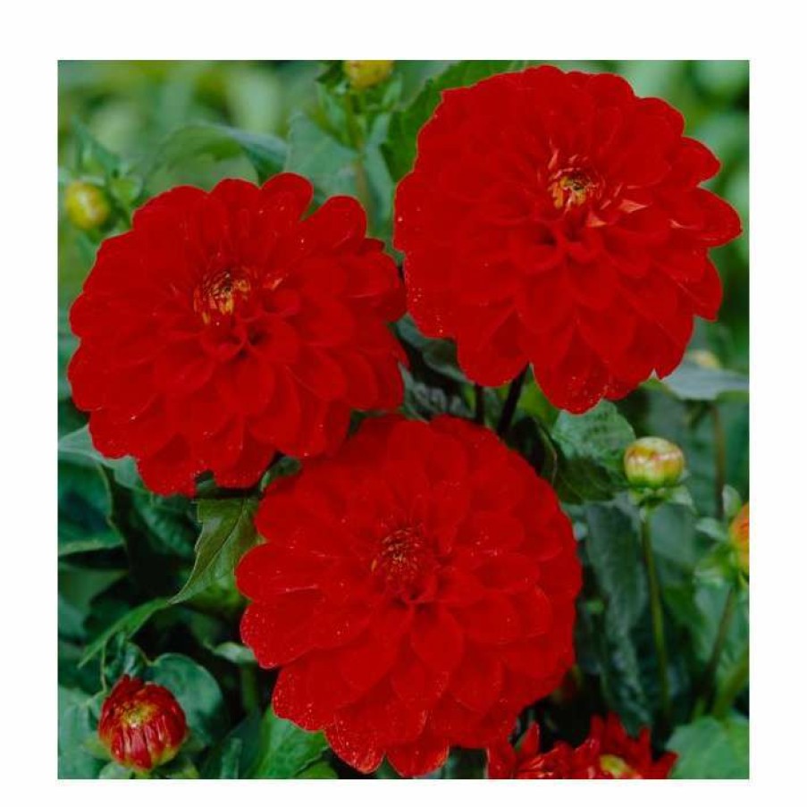 Bedding Plants * | Dahlia Gallery 'Blood Red' | 3L Pot