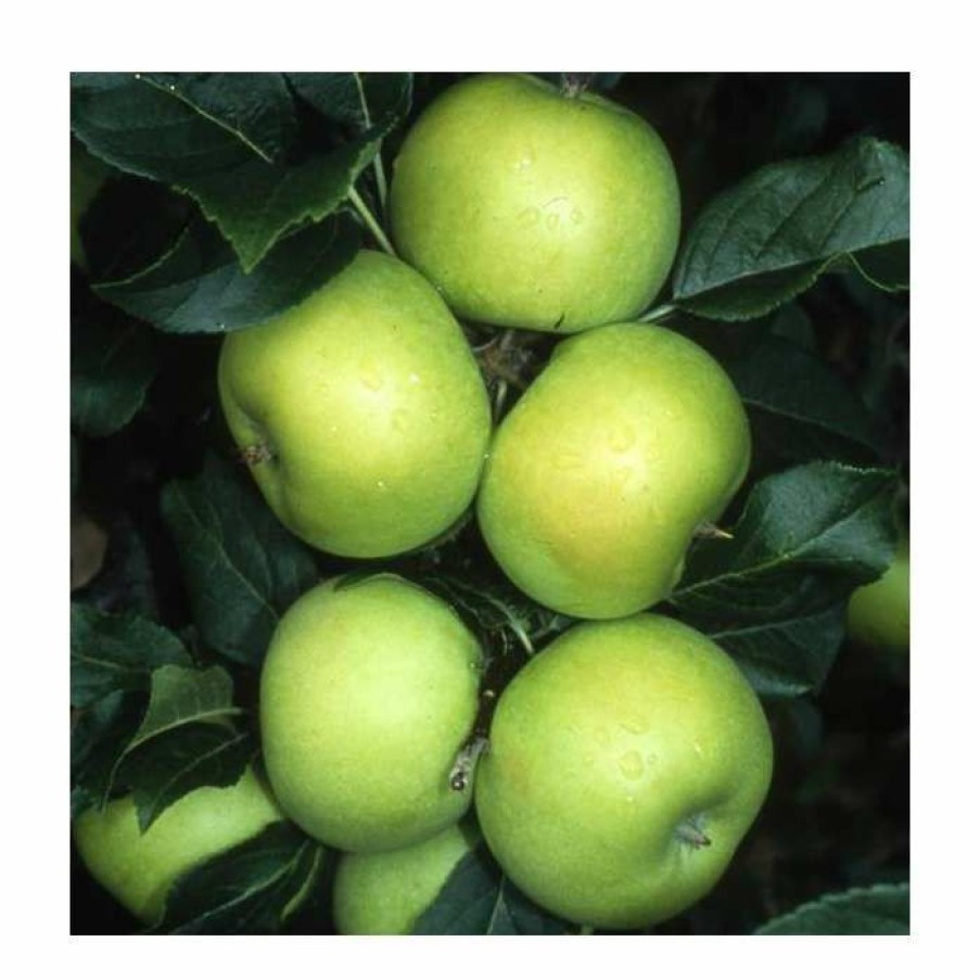 Fruit Trees * | Malus 'Limelight' | Apple Tree