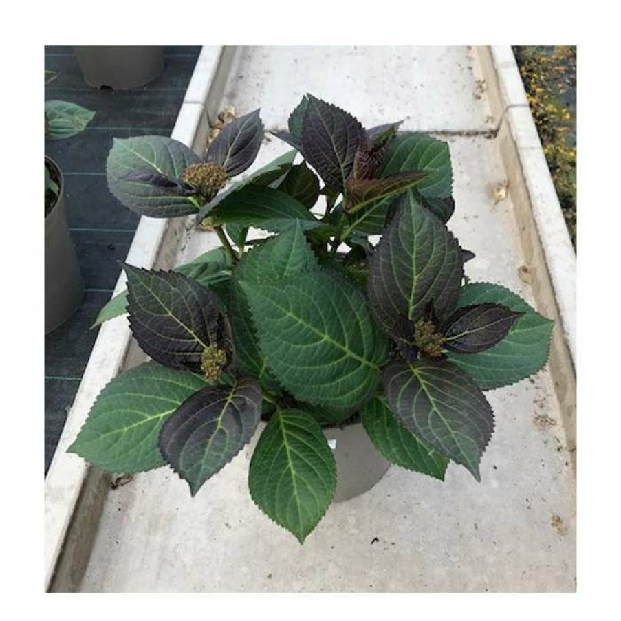 Ornamental Shrubs * | Hydrangea 'Rendez-Vous Mademoiselle' | 5L Pot