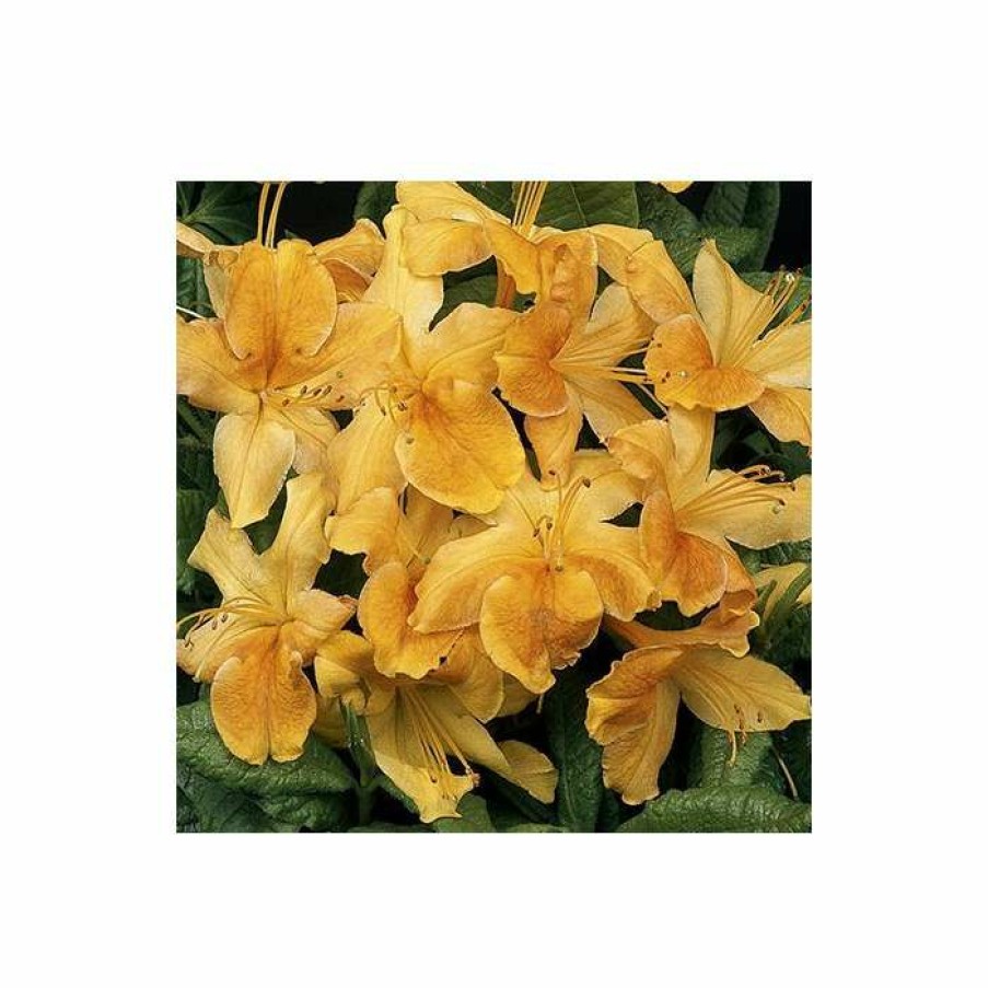 Ornamental Shrubs * | 2Ft Deciduous Azalea 'Klondyke' | 5L Pot