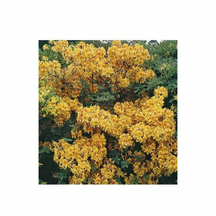 Ornamental Shrubs * | 2Ft Deciduous Azalea 'Klondyke' | 5L Pot