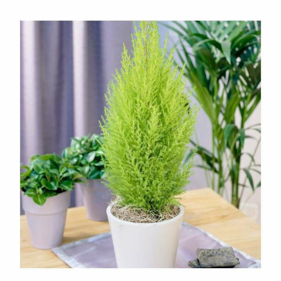 Ornamental Trees * | Cupressus Macrocarpa 'Goldcrest' | Monterey Cypress 13Cm Pot