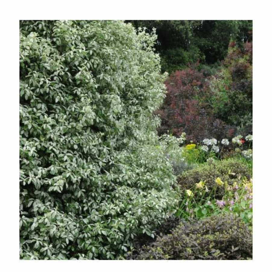 Ornamental Shrubs * | 15 20Cm Pittosporum Tenuifolium 'Victoria' | 9Cm Pot