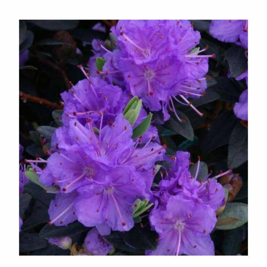 Ornamental Shrubs * | 1Ft Dwarf Rhododendron 'Ramapo' | 3L Pot