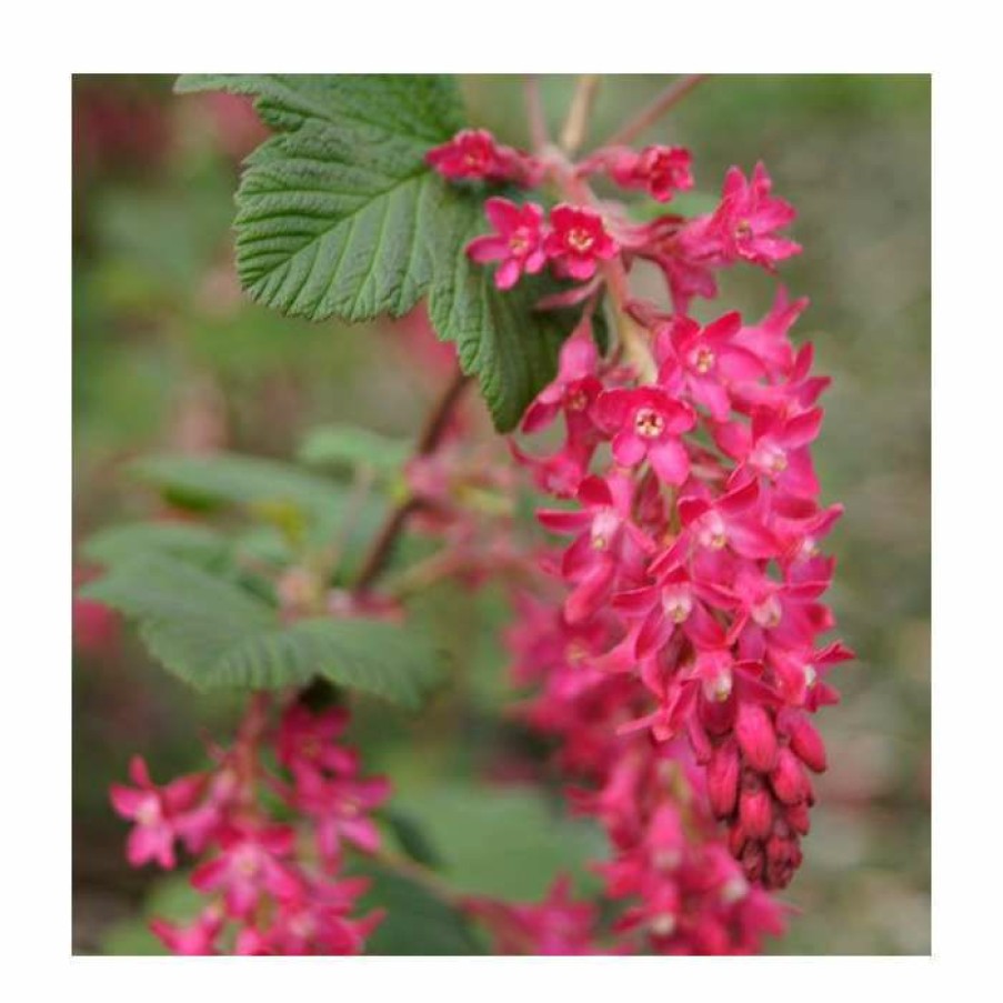 Ornamental Shrubs * | 0.6-1.6Ft 'King Edward Vii' Flowering Currant | Bare Root | Ribes Sanguineum