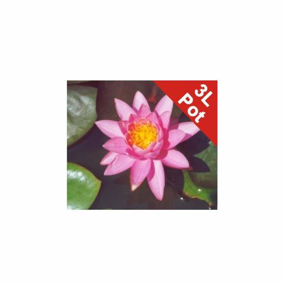 Pond Plants * | Large Double Petal Water Lily 'Madamme Wilfron Gonnere' Nymphaea 'Madamme Wilfron Gonnere' 3L Pot