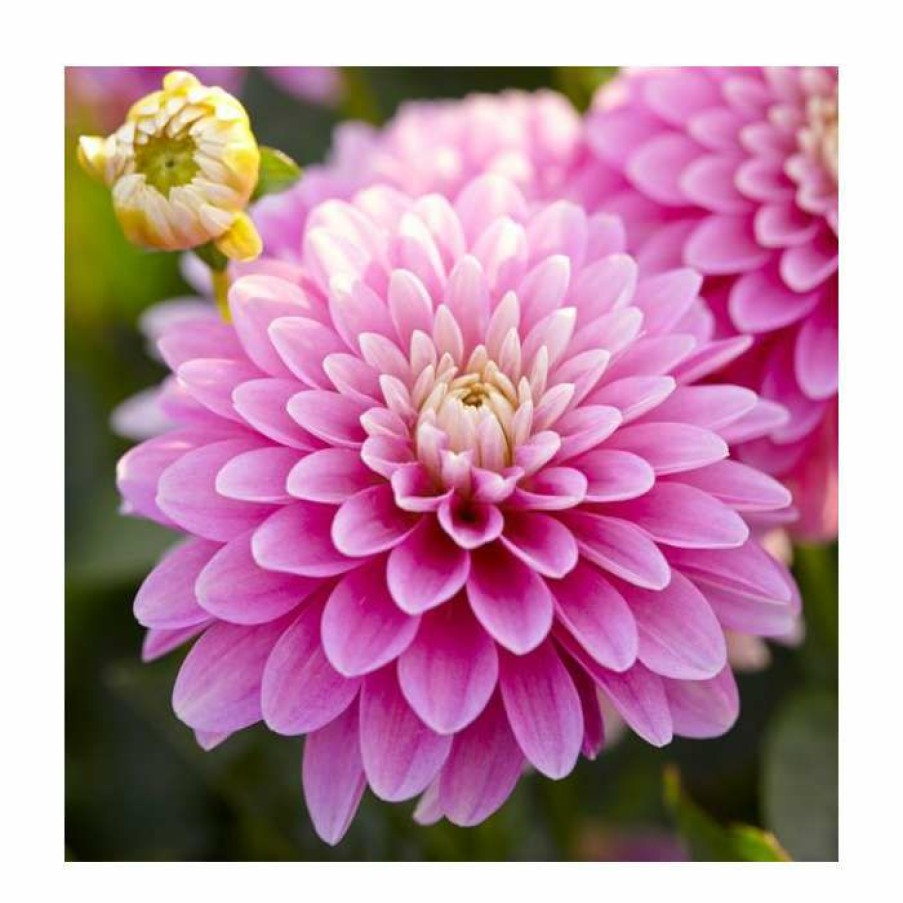 Bedding Plants * | Dahlia Gallery 'Pink' | 3L Pot