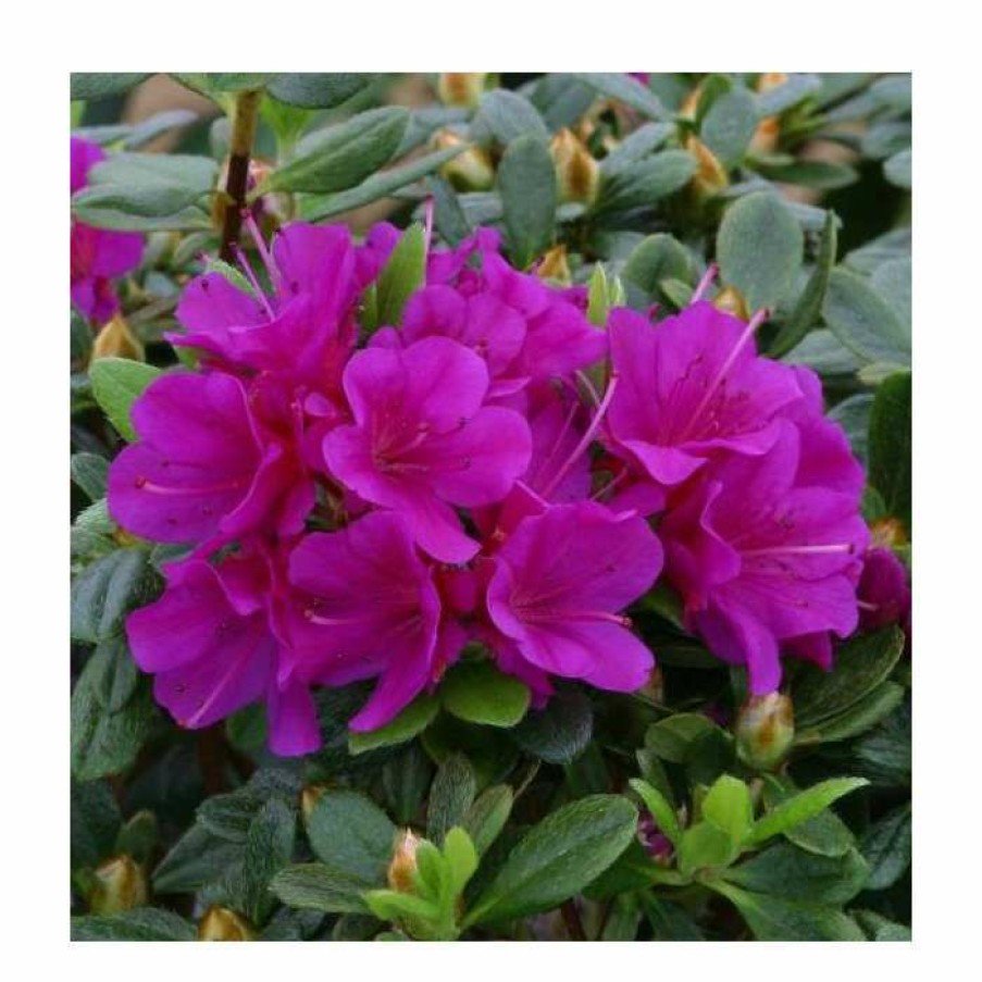 Ornamental Shrubs * | 1Ft Evergreen Azalea 'Geisha Purple' |3L Pot | Azelea Japonica