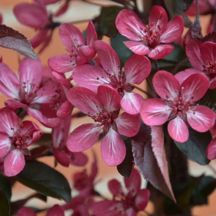 Ornamental Trees * | Malus Toringo 'Aros' | Crab Apple Tree | 7L Pot | 120-150Cm | By Frank P Matthews