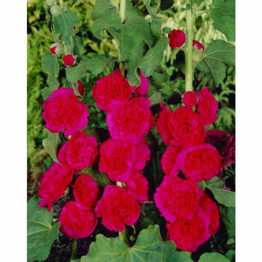 Perennial Plants * | Alcea Rosea 'Chaters Double Scarlet' | Hollyhock