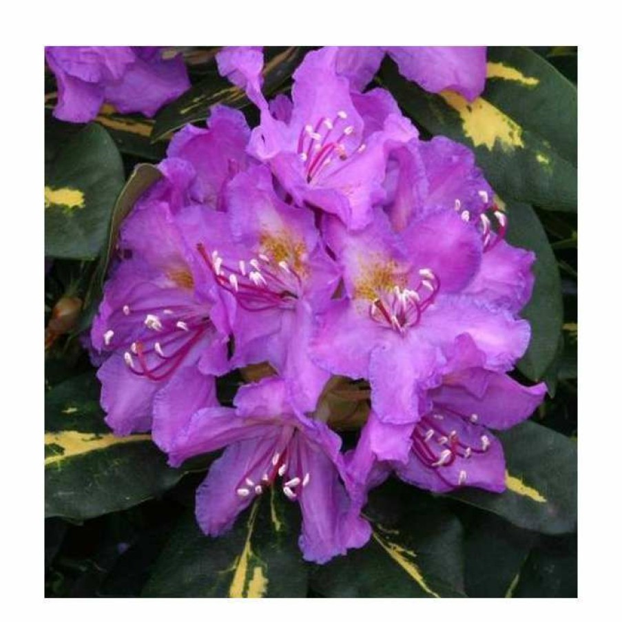 Ornamental Shrubs * | Rhododendron 'Goldflimmer'