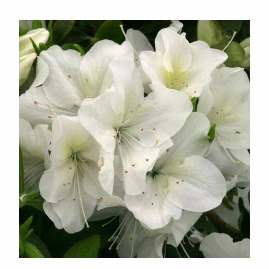 Ornamental Shrubs * | 1Ft Evergreen Azalea 'Rose Greeley' |3L Pot | Azelea Japonica