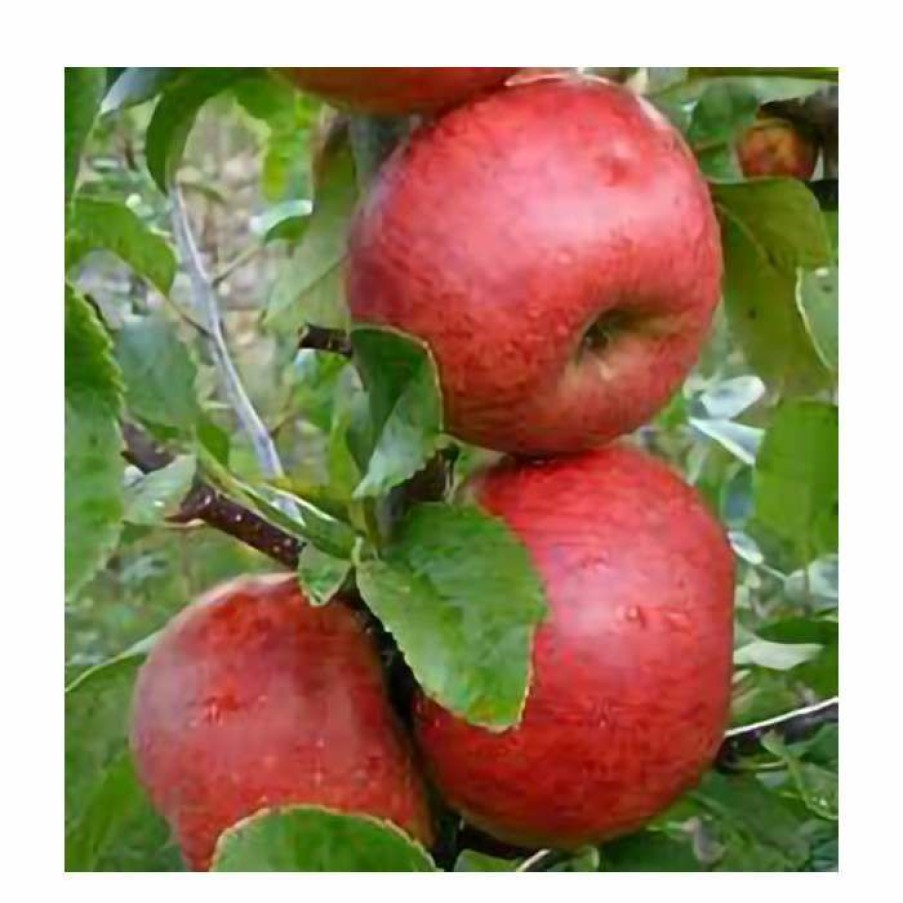 Fruit Trees * | 4Ft 'Red Windsor Patio Apple Tree | M27 Dwarfing Rootstock | 11.5L Pot | By Frank P Matthews