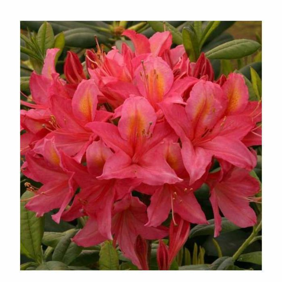 Ornamental Shrubs * | 2Ft Deciduous Azalea 'Jolie Madame' | 5L Pot