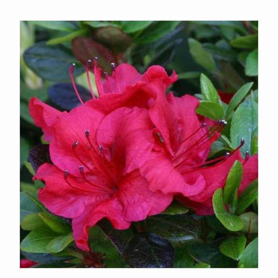 Ornamental Shrubs * | 1Ft Evergreen Azalea 'Johanna' |3L Pot | Azelea Japonica