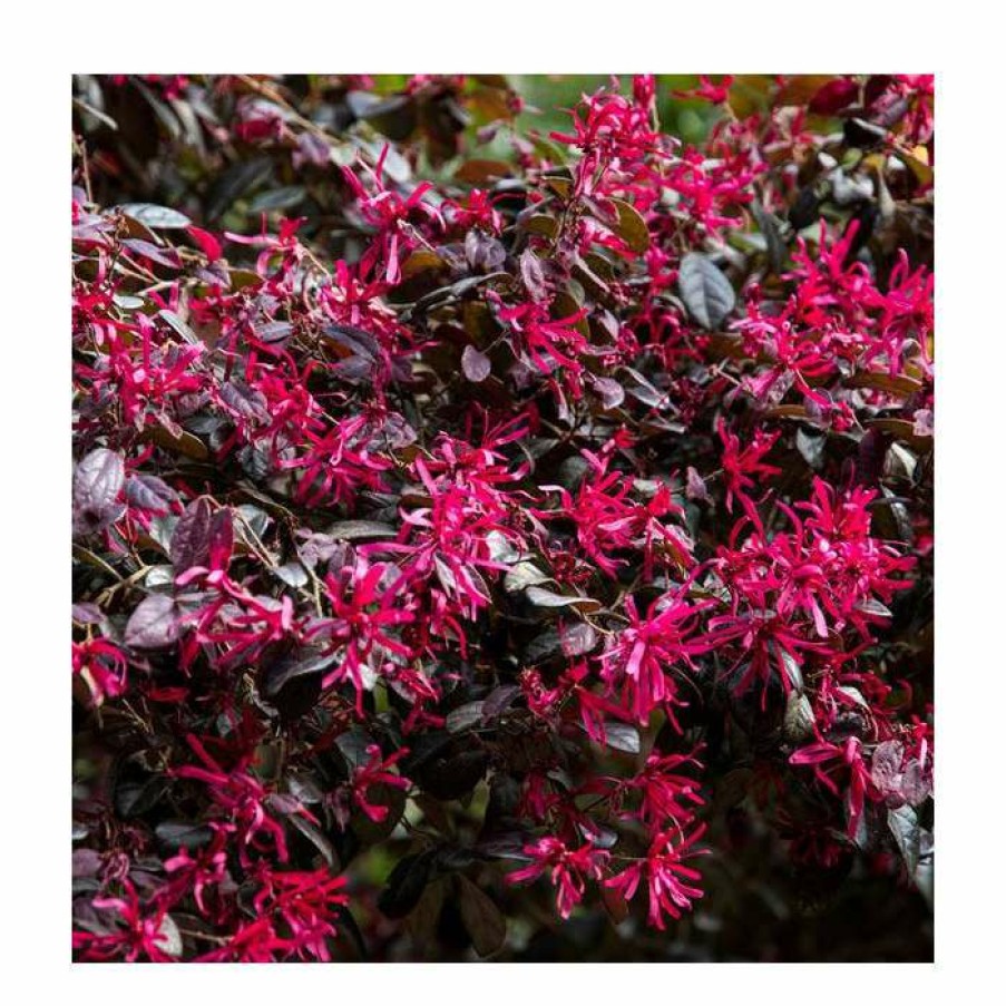 Ornamental Shrubs * | Loropetalum 'Black Pearl' | 10L Pot