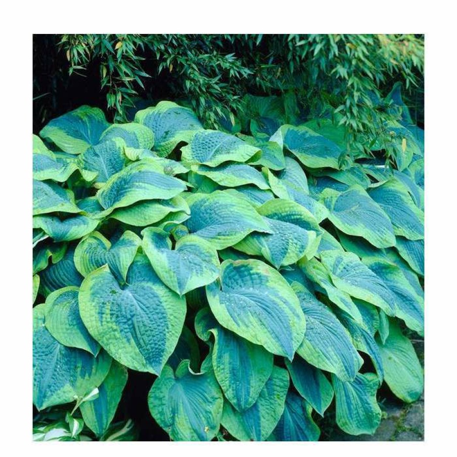 Perennial Plants * | Hosta Flavocircinalis | 5 Litre Pot