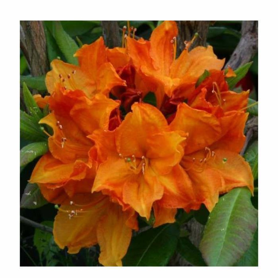 Ornamental Shrubs * | 2Ft Deciduous Azalea 'Glowing Embers' | 5L Pot