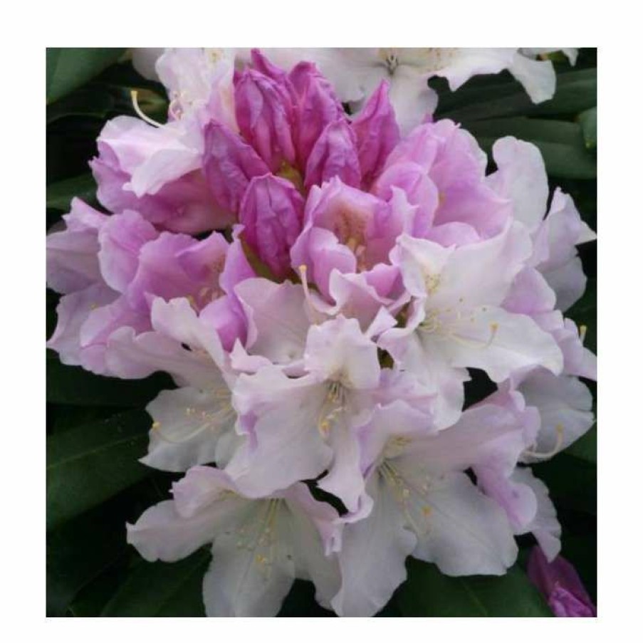 Ornamental Shrubs * | 1Ft Rhododendron 'Hoppy' | 3L Pot | Rhododendron Yakushimanum