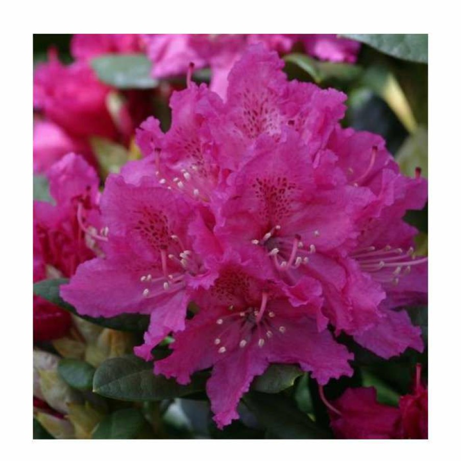 Ornamental Shrubs * | 2Ft Rhododendron 'Rocket ' | 7.5L Pot | Rhododendron Hybrid