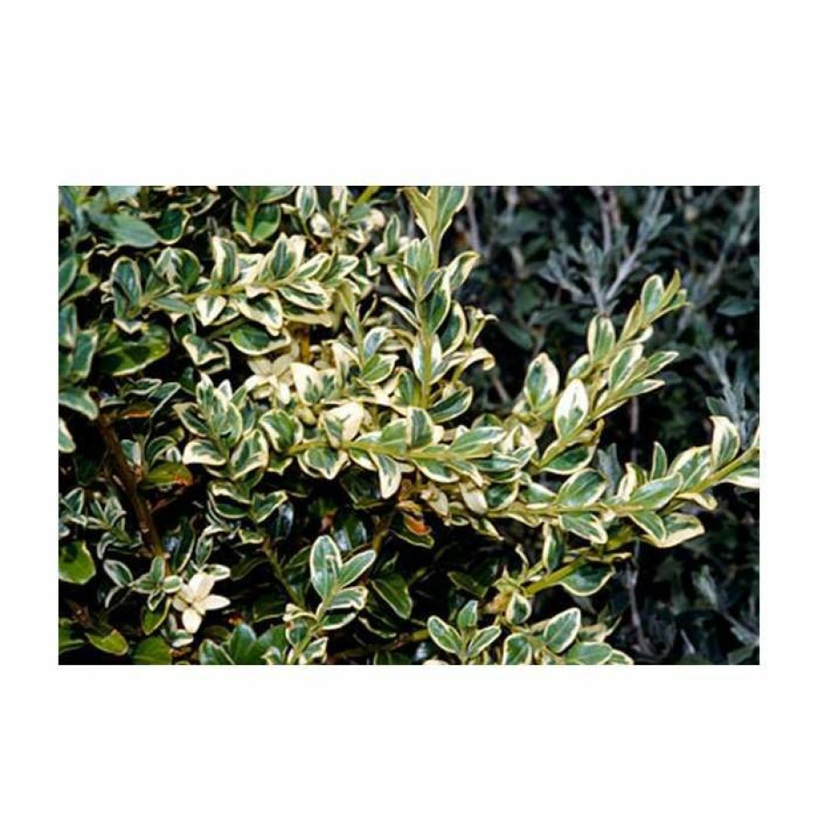 Ornamental Shrubs * | 10Cm Buxus Sempervirens 'Elegantissima' | 9Cm Pot