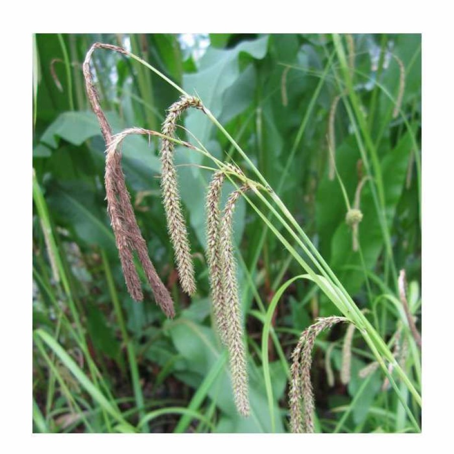 Pond Plants * | Pendulous Sedge | Carex Pendula