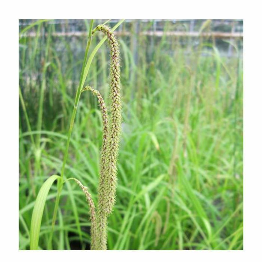 Pond Plants * | Pendulous Sedge | Carex Pendula