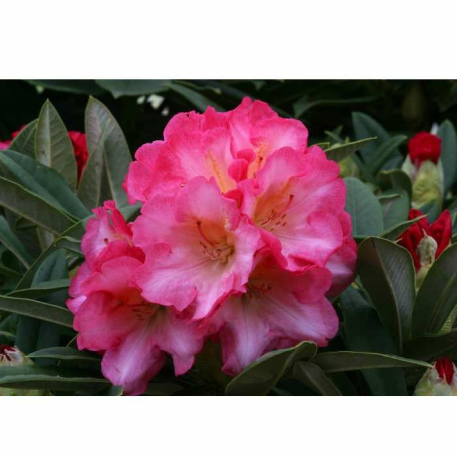 Ornamental Shrubs * | 1Ft Rhododendron 'Surrey Heath' | 3L Pot | Rhododendron Yakushimanum