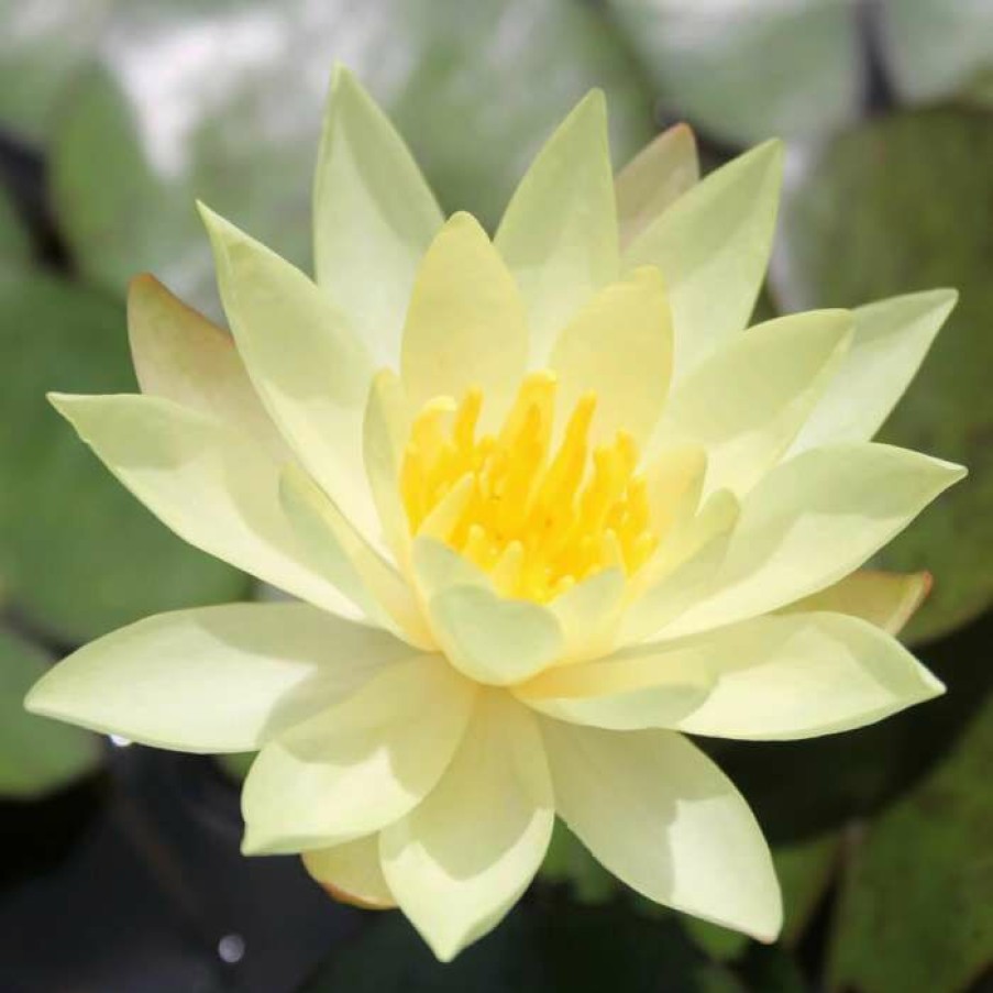 Pond Plants * | Large Fragrant Water Lily 'Sulphurea' Nymphaea Odorata 'Sulphurea' 3L Pot