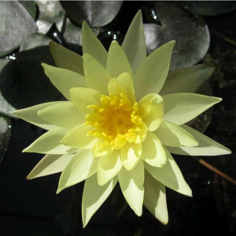 Pond Plants * | Large Fragrant Water Lily 'Sulphurea' Nymphaea Odorata 'Sulphurea' 3L Pot