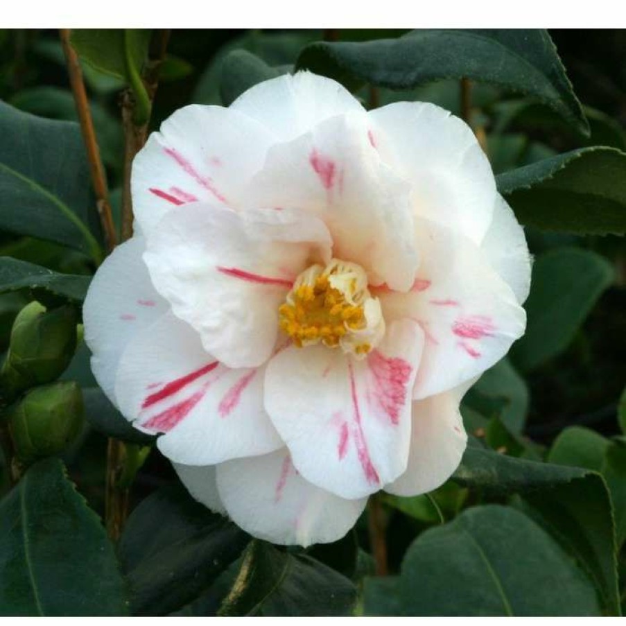 Ornamental Shrubs * | 3Ft Camellia 'Lady Vansittart' | 4L | Camellia Japonica