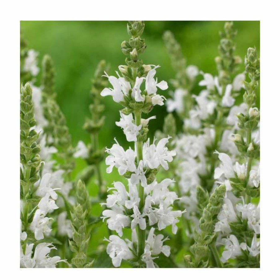 Perennial Plants * | Salvia 'Sensation White' | 10.5Cm Pot