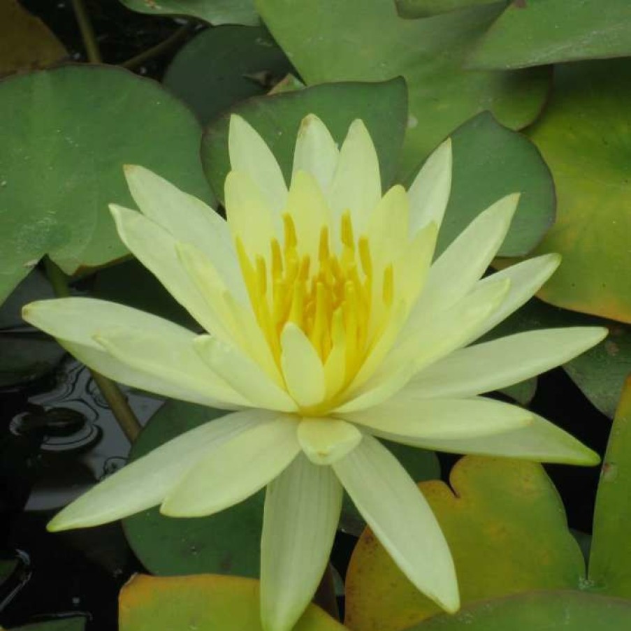 Pond Plants * | Large Water Lily 'Colonel A.J. Welch' Nymphaea 'Colonel A.J. Welch' 3L Pot