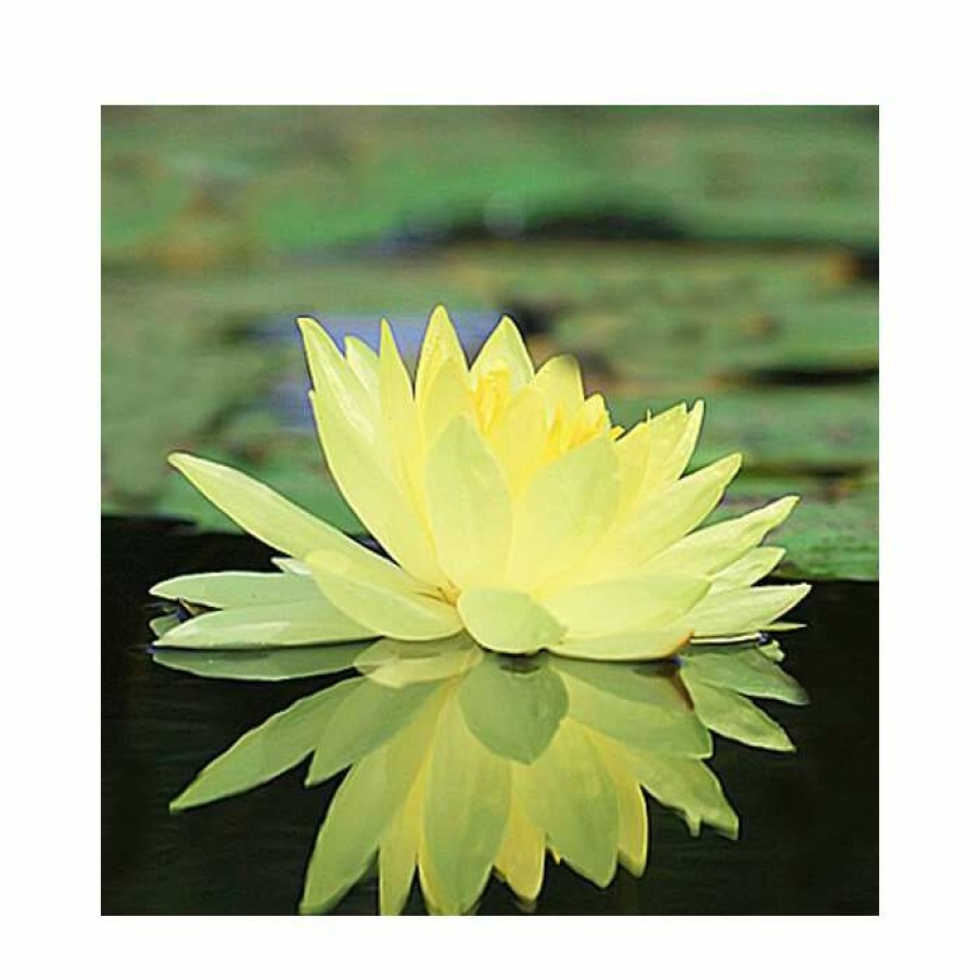 Pond Plants * | Large Water Lily 'Colonel A.J. Welch' Nymphaea 'Colonel A.J. Welch' 3L Pot