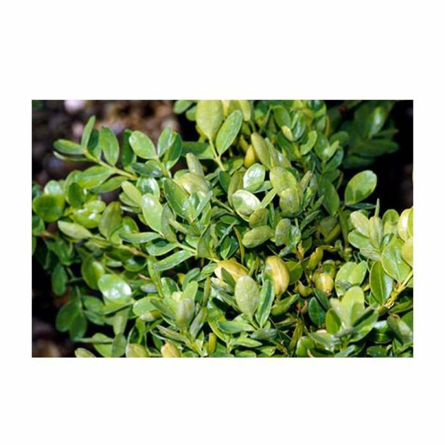 Ornamental Shrubs * | 10Cm Buxus Sempervirens 'Suffruticosa' | 9Cm Pot