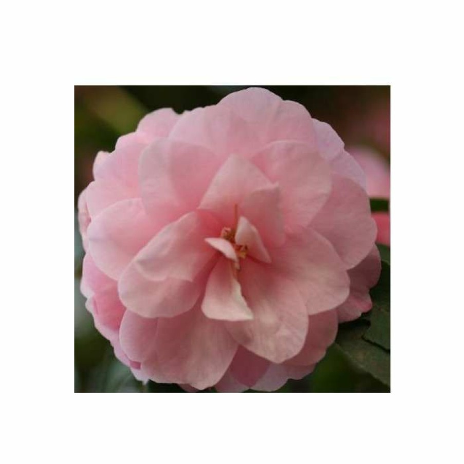 Ornamental Shrubs * | 3Ft Camellia 'Spring Festival' | 4L | Camellia X Williamsii