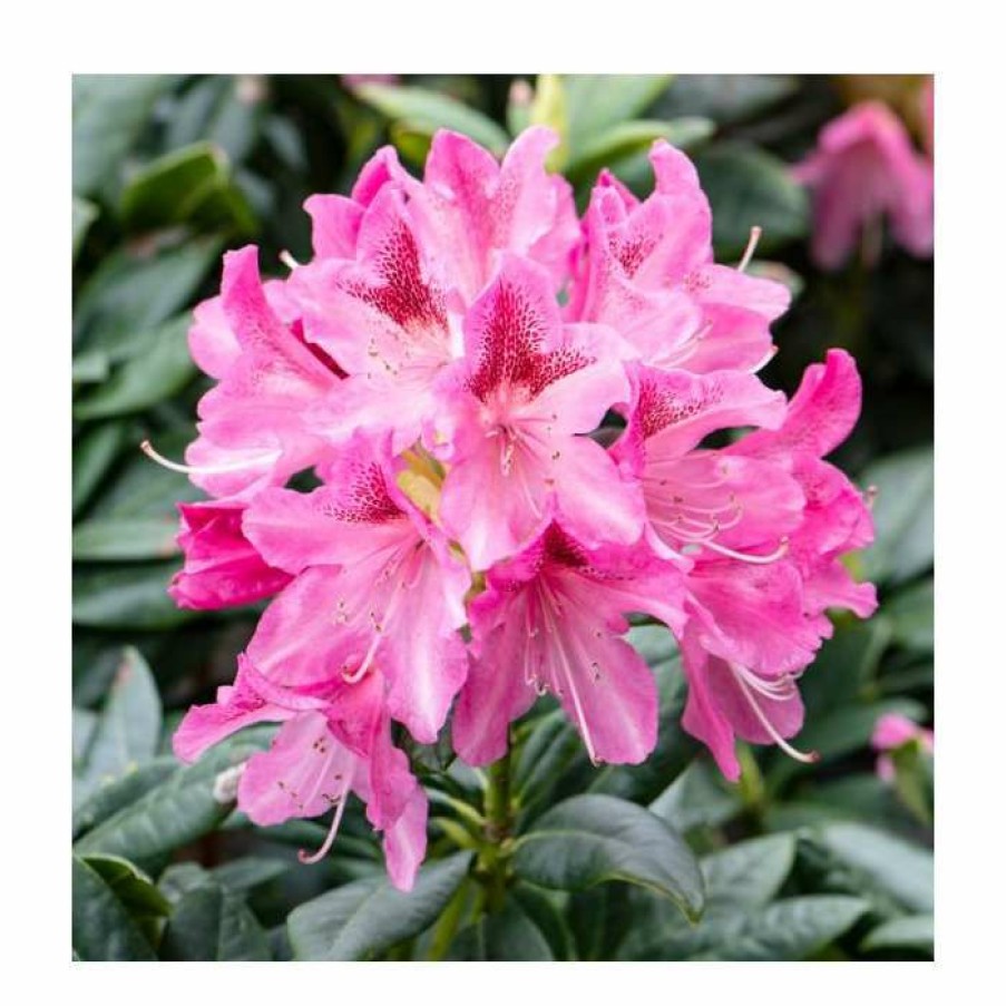 Ornamental Shrubs * | 2Ft Evergreen Rhododendron 'Cosmopolitan' | 7.5L Pot