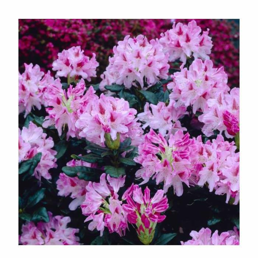 Ornamental Shrubs * | 2Ft Evergreen Rhododendron 'Cosmopolitan' | 7.5L Pot