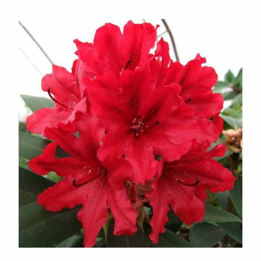 Ornamental Shrubs * | 2Ft Rhododendron 'Tarragona' | 7.5L Pot