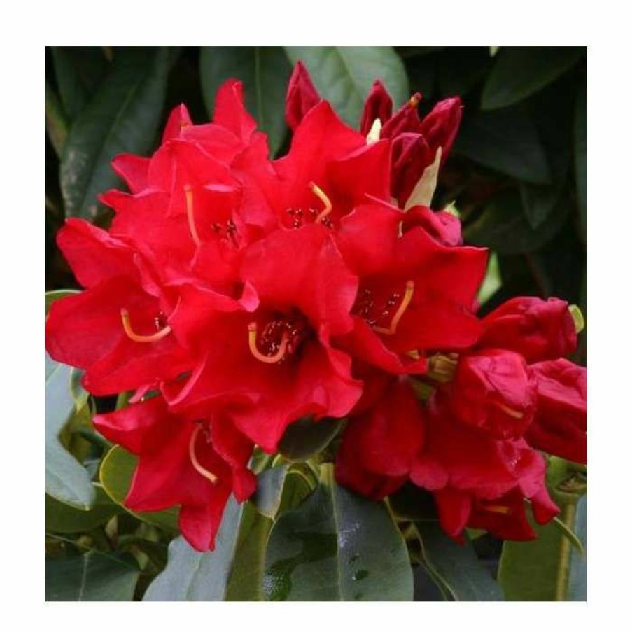 Ornamental Shrubs * | 1Ft Dwarf Rhododendron 'Gertrude Schale' | 3L Pot