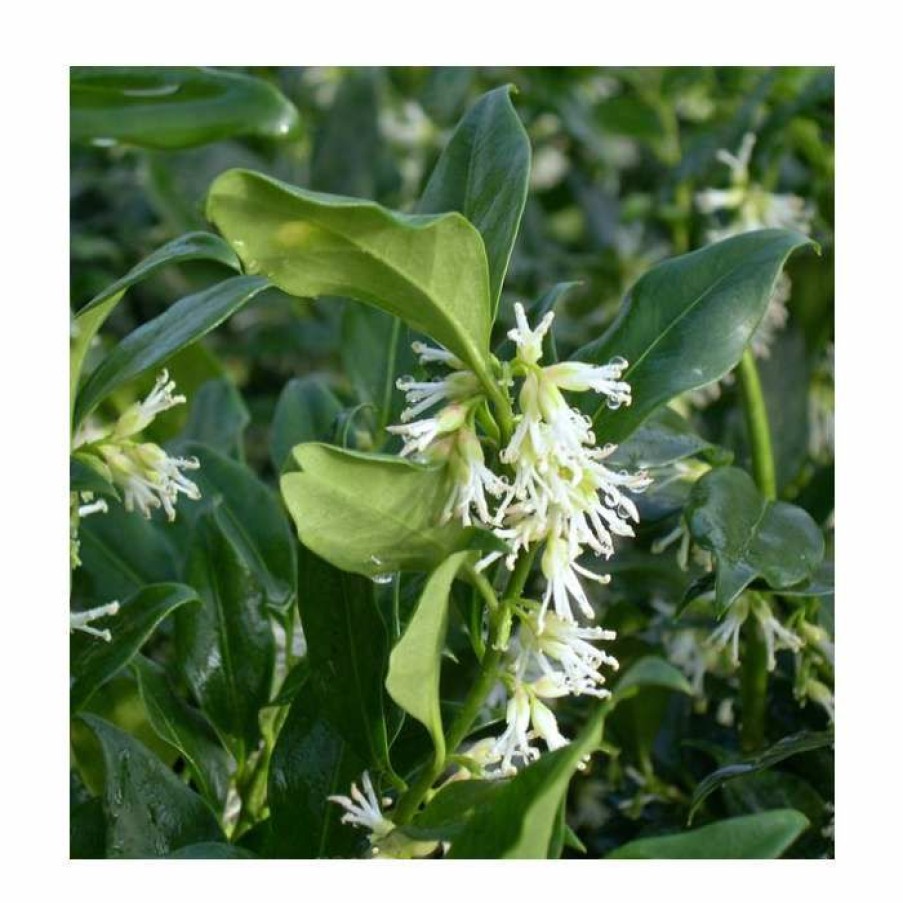 Ornamental Shrubs * | 15Cm Christmas Box | Sarcococca Confusa | 9Cm Pot