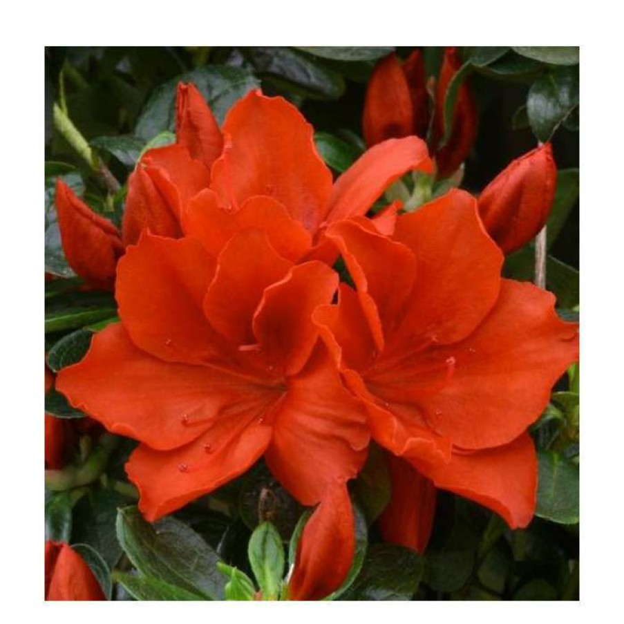 Ornamental Shrubs * | 1Ft Evergreen Azalea 'Santa Maria' |3L Pot | Azelea Japonica