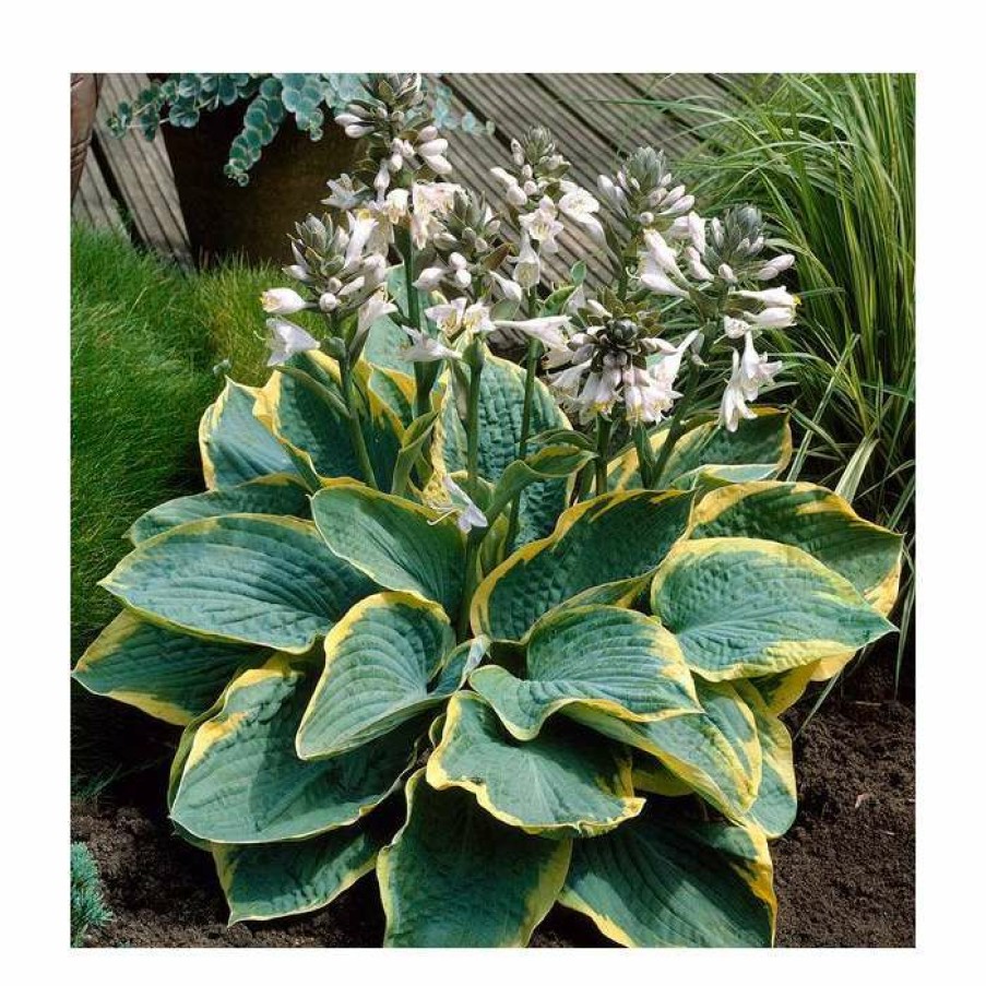 Perennial Plants * | Hosta Frances Williams | 5 Litre Pot